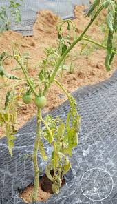Tomato Leaf Problems A Visual Guide Tomatoes Plants Problems Growing Tomato Plants Tomato Plant Diseases