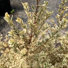 Image result for Myrsine africana