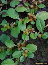 Image result for Alternanthera pungens