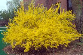 Learn about 15 colorful spring flowers and see beautiful images along with them. Forsythias Bright Yellow Harbingers Of Spring News