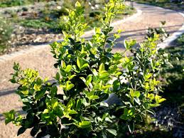 Image result for Chionanthus foveolatus