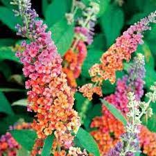 Ardening1704 Morrissey Drive Bloomington Il 61704 Plants Butterfly Bush Flower Garden