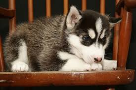 How To Train And Care For Your New Siberian Husky Puppy Puppies Husky Puppy Puppy Training