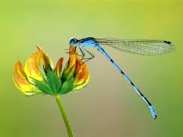 Black And Blue Dragonfly Meaning Dragonflies Pictures Dragonfly Dragonfly Dragonfly Facts Dragonfly Habitats Dragonfly Dragonfly Wallpaper Dragonfly Insect Pictures Of Insects
