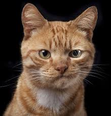 Kedi Kopek Ve At Portrelerinden Olusan Degisik Bir Fotograf Projesi Www Gayserili Bir Degisik Fotograf Gayserili Ke Cats Cute Cats Cute Animals