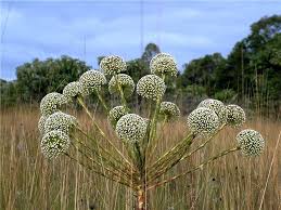 Image result for Eriocaulon bongense