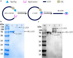 Dit handige schema is ook te printen. Schema And Validation Of Cyclization A Schematic Diagram Of Enzyme Download Scientific Diagram