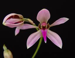 Image result for Ancistrorhynchus