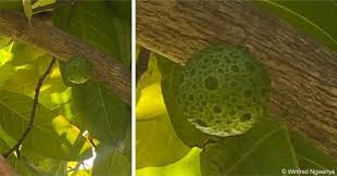 Image result for Treculia