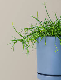 Image result for Rhipsalis baccifera