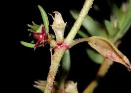 Image result for Sesuvium hydaspicum