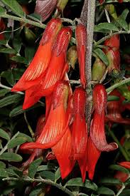 Image result for Lessertia pauciflora