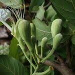 Image result for Berlinia grandiflora