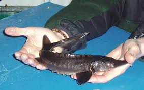 The columbia river offers some of the best sturgeon fishing in the world with river monsters measuring over 14′. White Sturgeon In The Columbia River Basin Some Good News Some Bad News Some Unknowns Northwest Power And Conservation Council