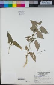 Image result for Tragia kirkiana