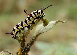 Black And Yellow Hairy Caterpillar Uk Danaus Gilippus Oruga