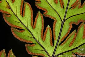 Image result for Doryopteris concolor
