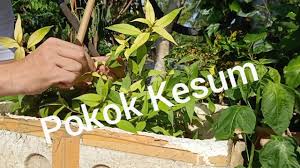 Ia mujarab untuk mengubati masalah perut tidak hadam dan masalah kelemumur. Daun Kesom Cenehom Youtube