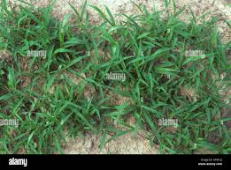 Image result for Digitaria compressa