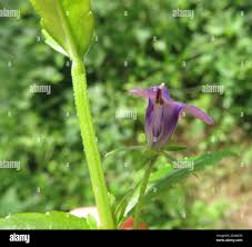Image result for Monopsis stellarioides