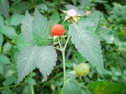 Image result for Rubus rosifolius