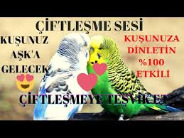 Male Budgies Movements Before Mating Youtube