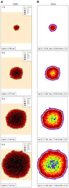 Sores typically occur on the penis, vagina, buttocks, or anus. Jci Tissue Resident T Cell Derived Cytokines Eliminate Herpes Simplex Virus 2 Infected Cells