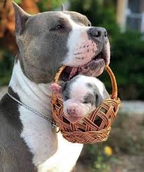 2 Tumblr Pitbull Sevimli Hayvan Yavrulari Ve Kedi