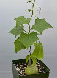 Image result for Oxyanthus goetzei