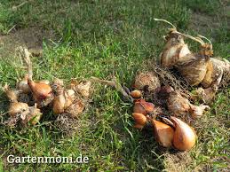 Zum einen hängt es natürlich ganz davon ab, wo euch die frühlingspracht am. Wie Tief Pflanze Ich Die Blumenzwiebeln Gartenmoni Altes Wissen Bewahren
