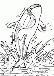 These spring coloring pages are sure to get the kids in the mood for warmer weather. Orca Whale Coloring Page Coloring Home