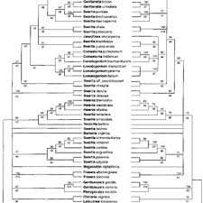 Image result for Swertia kilimandscharica