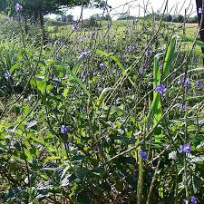 Image result for Stachytarpheta cayennensis