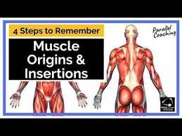 The muscle fibers embedded in skeletal muscle are relatively classified into a spectrum of types given their morphological and physiological properties. 4 Steps To Remember Muscle Origins And Insertions Youtube
