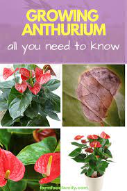 How To Grow Anthurium All You Need To Know Farmfoodfamily Plant Care Houseplant Anthurium Anthurium Plant