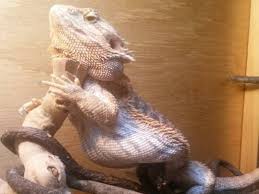 When bathing the bearded dragon never use any soaps or detergents. Is My Bearded Dragon Fat Or Skinny 5 Weight Loss Tips
