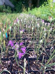 Image result for Afroligusticum aculeolatum