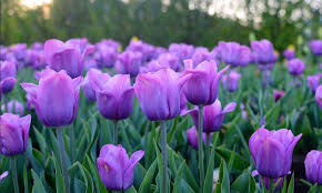 We did not find results for: Be Bold With Tulips And Fall Bulbs Gardener S Supply