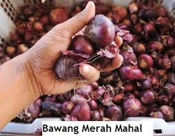 Penempatan tanaman bawang merah di polybag di tempat teduh atau kurang sinat matahari membuat pertumbuhannya kurang bagus. Anim Agro Technology Bawang Merah Mahal Tanam Sendiri