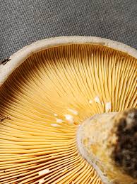 Image result for Lactarius mutabilis