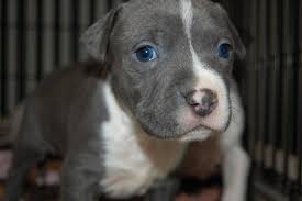 It's recommended to rule out congenital deafness by conducting a test known as the baer. Black Pitbull Puppies With Blue Eyes Pet S Gallery