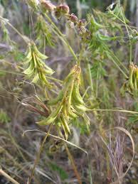 Image result for Trigonella anguina