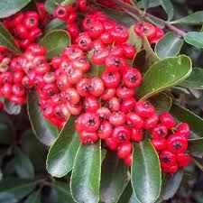 Image result for Pyracantha coccinea red column