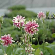 Black barlow columbine is a fine choice for the garden, but it is also a good selection for planting in outdoor pots and containers. Nora Barlow Columbine Aquilegia Vulgaris Nora Barlow In Naperville Aurora Batavia Oswego Chicago Wheaton Illinois Il At The Growing Place