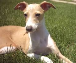 Explore the best italian greyhound breeders in your area and nationwide. Italian Greyhound Puppies Breeders Greyhounds Italian Greyhound Puppies Greyhound Puppy Italian Greyhound