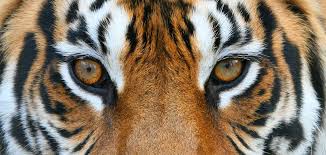 At just under 80 seconds, fleay's footage is the longest single film of the 10 separate thylacine. Different Parent Styles Tiger Parenting Vs Helicopter Parenting