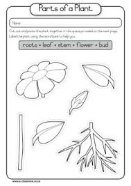 Grade1 Parts Of A Plant Parts Of A Plant Kindergarten Science Plant Lessons