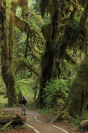The trail to the basin is 19 miles (31 km) round trip with about 4,000 feet (1,200 m) of elevation gain. Me The Hall Of Mosses Hoh Rain Forest Places To Travel National Parks Places To Visit