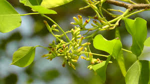 Image result for Dalbergia sissoo