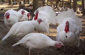 Broad Breasted White Turkey Images Google Search Turkey
